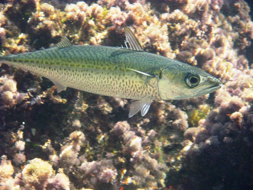 Scomber colias (Lanzardo)